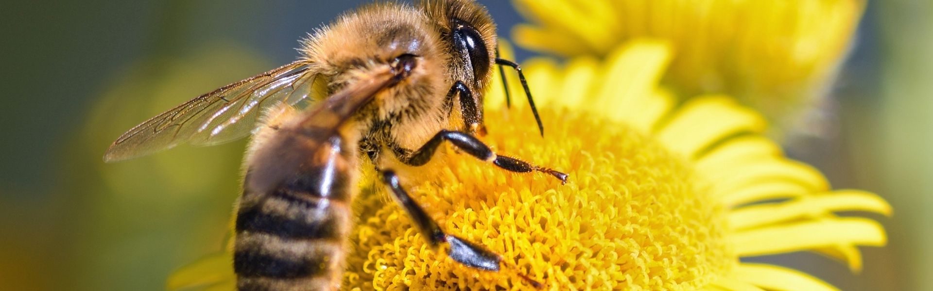 Wiadomość z hiszpańskiego dziennika 20 MINUTOS o jadzię pszczelim, który może mieć kluczowe znaczenie w walce z rakiem piersi.