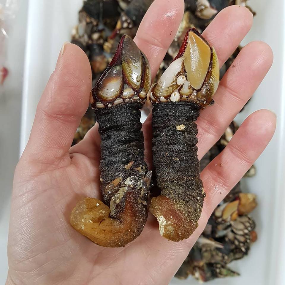 pakla gęsia los percebes hiszpanskie przysmaki-wybrzerze galicyjskie-gastronomia polnocnej Hiszpanii-kuchnia hiszpanska-dziwne przysmaki w Hiszpanii 