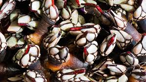 pakla gęsia los percebes hiszpanskie przysmaki-wybrzerze galicyjskie-gastronomia polnocnej Hiszpanii-kuchnia hiszpanska-dziwne przysmaki w Hiszpanii 