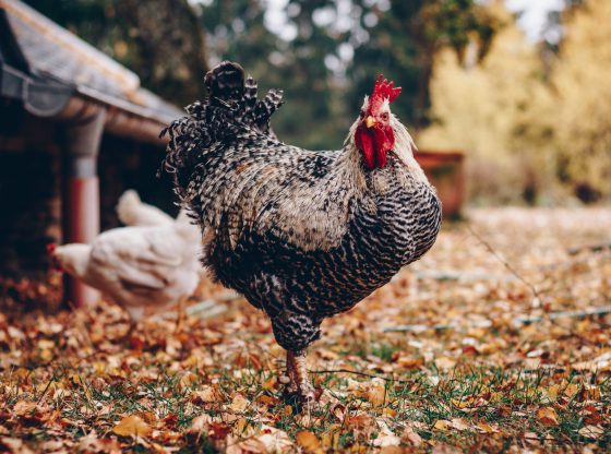 El mundo animal (świat zwierząt): animales domésticos - zwierzęta domowe po hiszpańsku. Hiszpanski dla poczatkujacych online